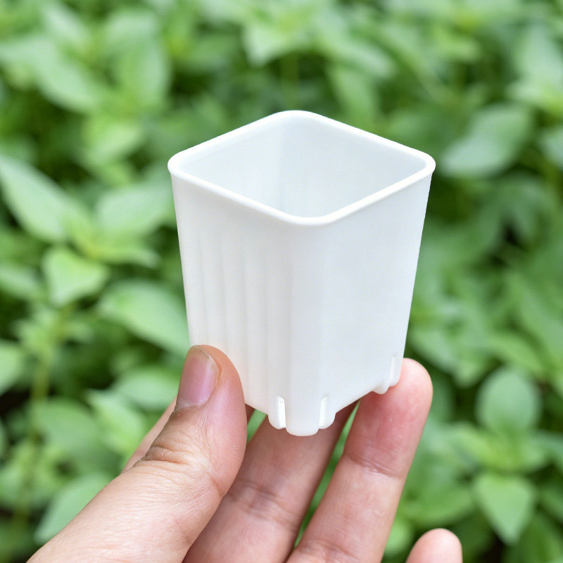 50-100Pcs 4cm Mini Thicken Whi - Food Storage Plants review and price