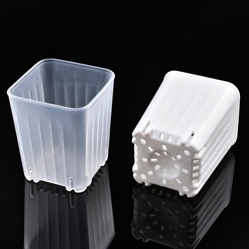 50-100Pcs 4cm Mini Thicken Whi - Food Storage Plants review and price