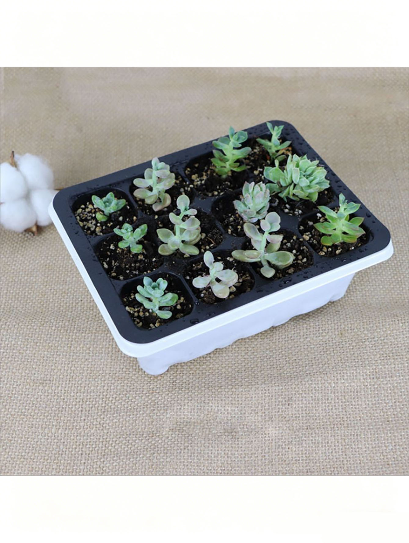1/2pc 6/12-Hole Seedling Tray, - Food Storage Plants review and price